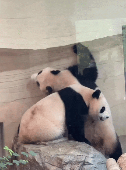 iAltaz.gif