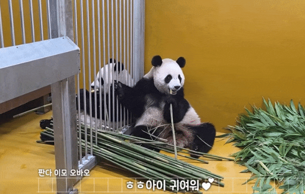 iUwdSZ.gif