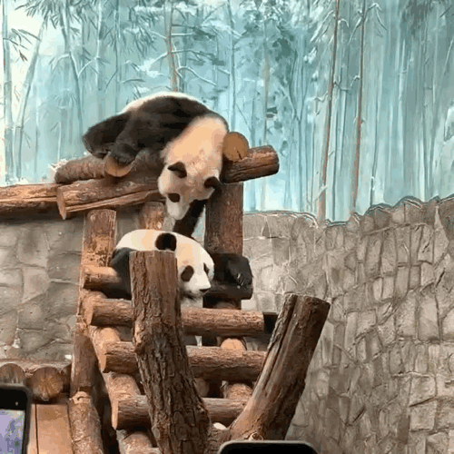 iYpuNL.gif