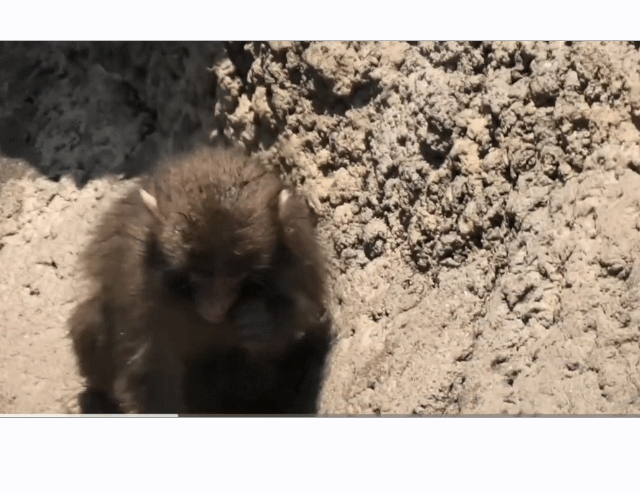 ihcTEL.gif