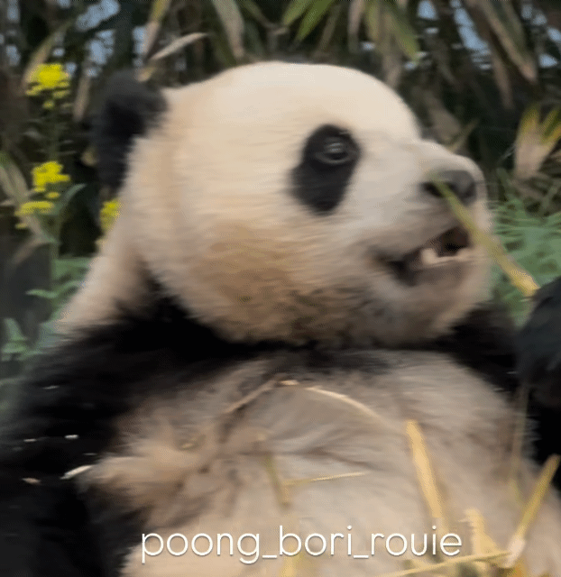 iqXHvd.gif