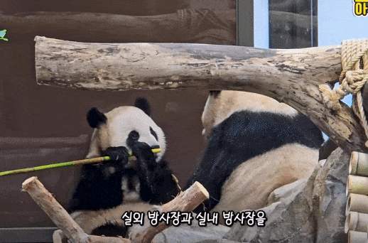 iwsXMB.gif