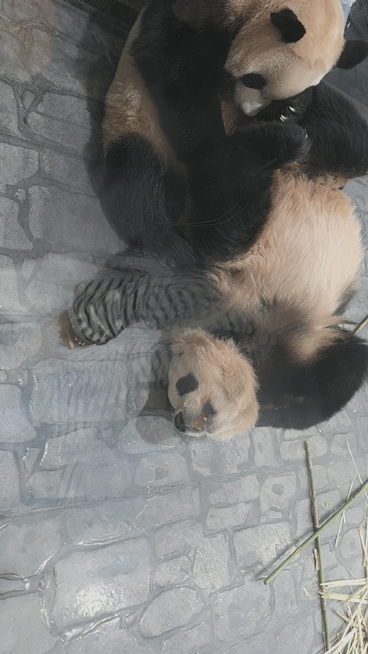 jOMhzh.gif