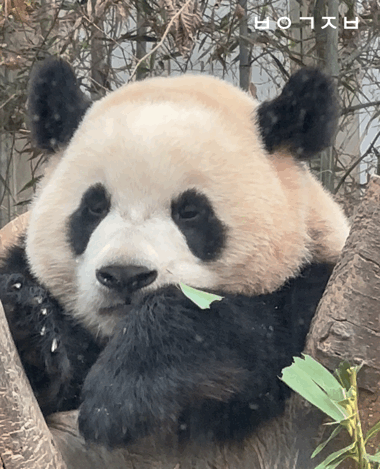 jSQAVa.gif