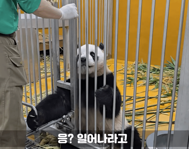 jowUye.gif