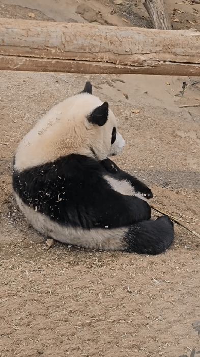 kIwMet.gif