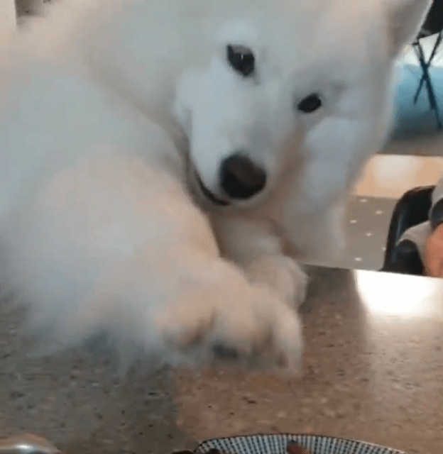 kPSoJx.gif