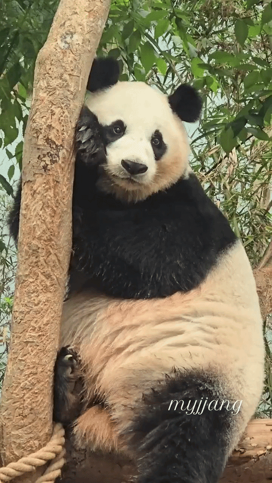 kQPRTA.gif