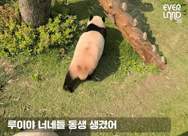 kSwuwd.gif