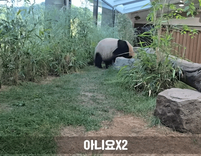 kavaLj.gif