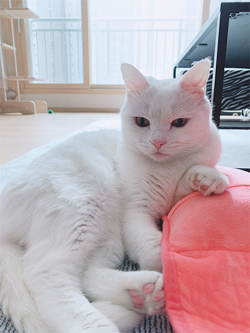 더쿠 - 8월 8일 오늘이 특별한 이유...... <세계 고양이의 날>