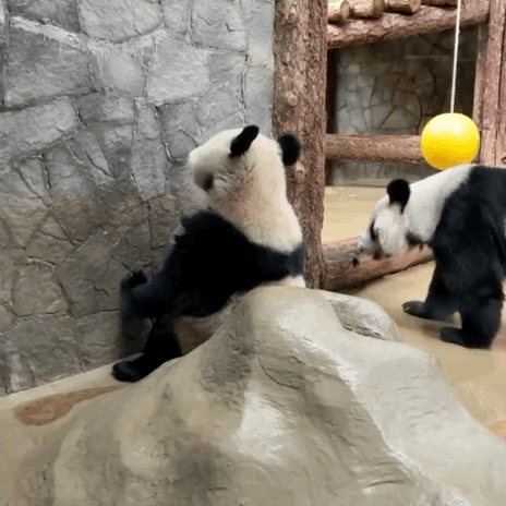 ksLJej.gif