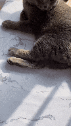 lCjXni.gif