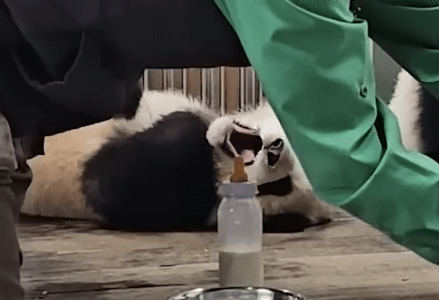 lDCvNG.gif