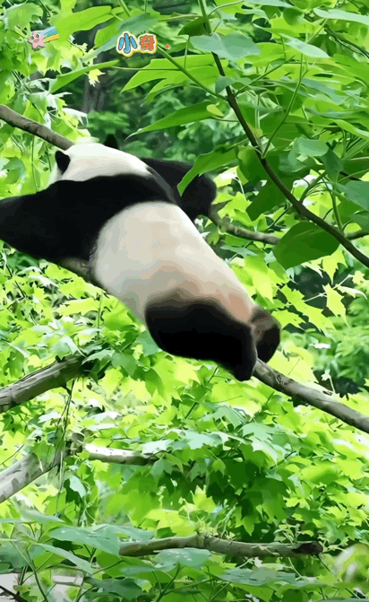 lDoAQj.gif