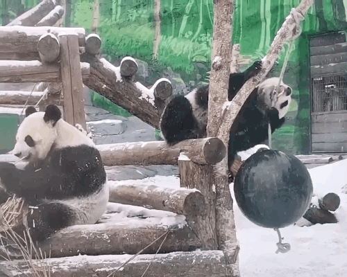 mDZxuy.gif