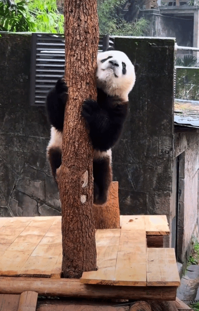 mHJqir.gif