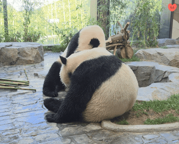 mUmZkq.gif