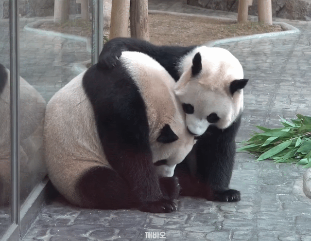 mXoCzo.gif