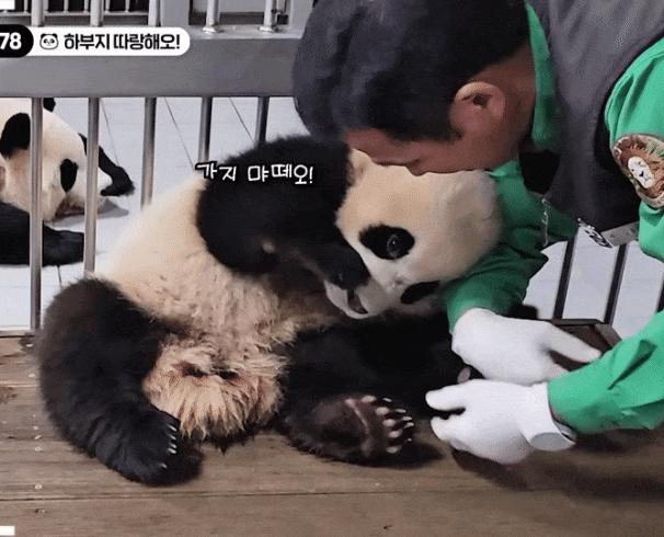 majIvx.gif