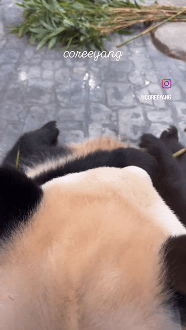 mjxPjL.gif
