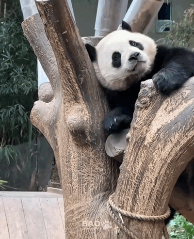 mkQsaj.gif
