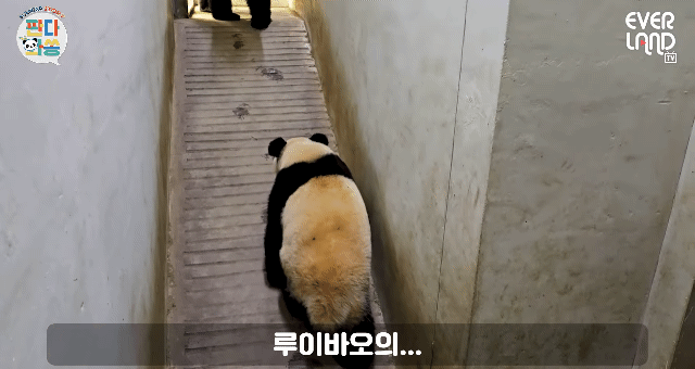 nDmjDY.gif