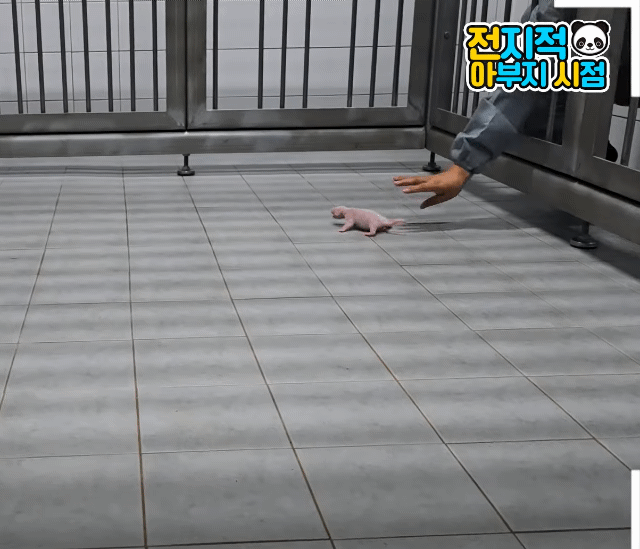 nEJBXd.gif