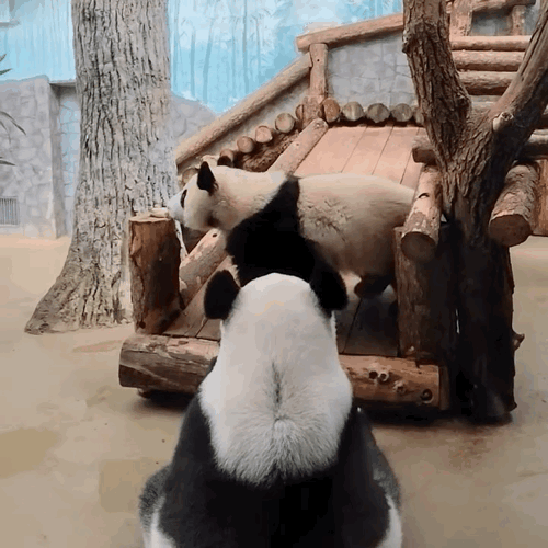 nJizaR.gif