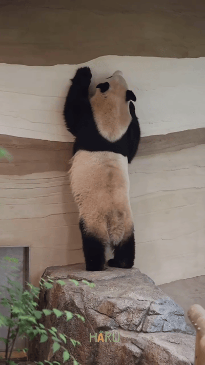 nPNdkv.gif