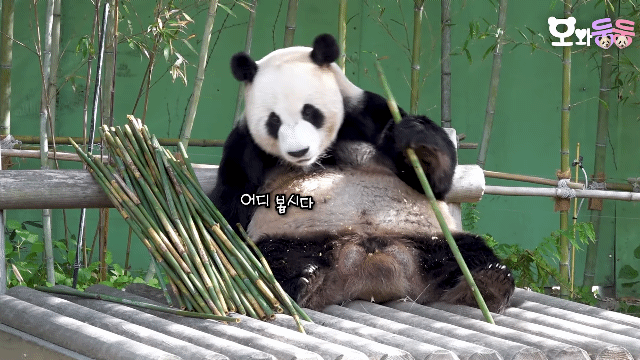 nWndPy.gif