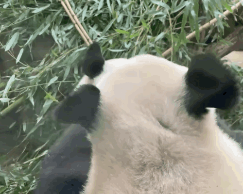 nZnSpZ.gif