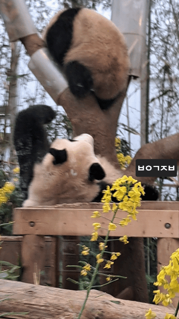 oLTbyh.gif