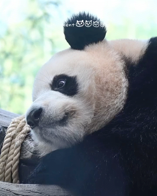 oSEWGW.gif
