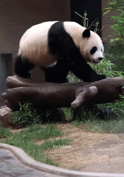 ogaQbj.gif