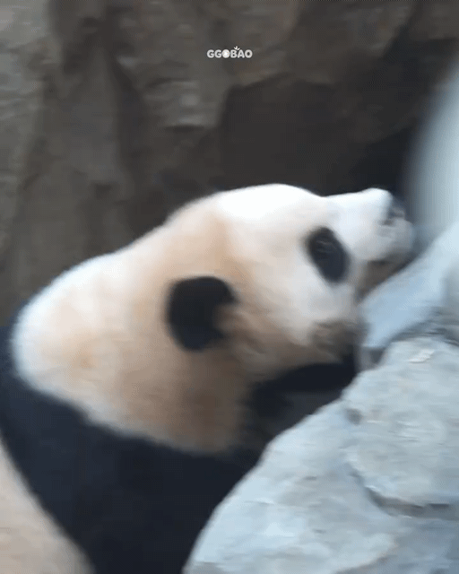 ogsNmg.gif