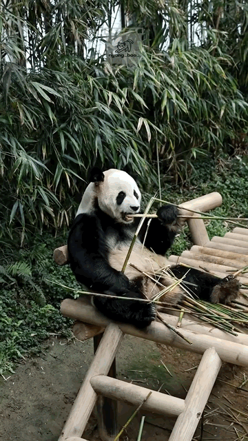 pGzjVa.gif