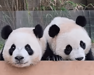 pKNRUu.gif