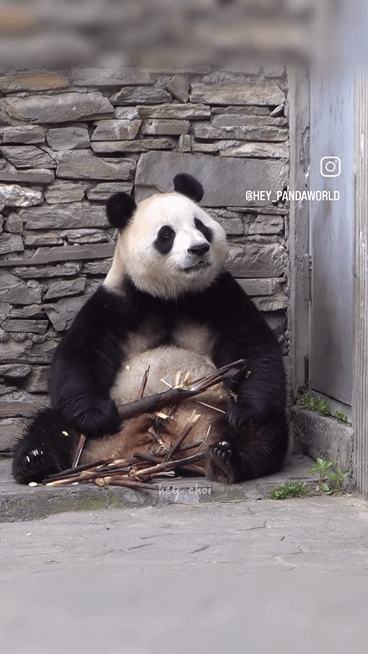 pPGilI.gif