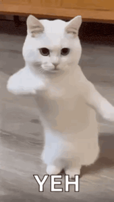 pWjZjU.gif