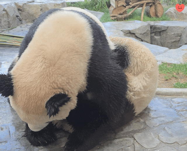 pboGQE.gif