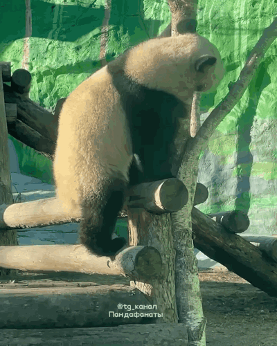 pbwbyd.gif