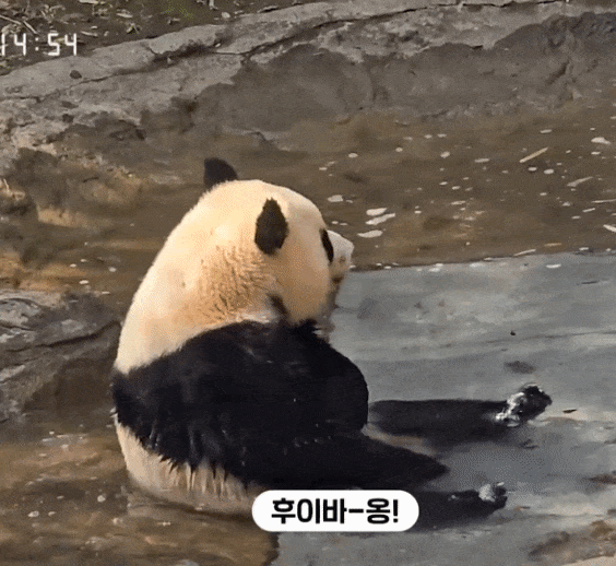 pdpilP.gif