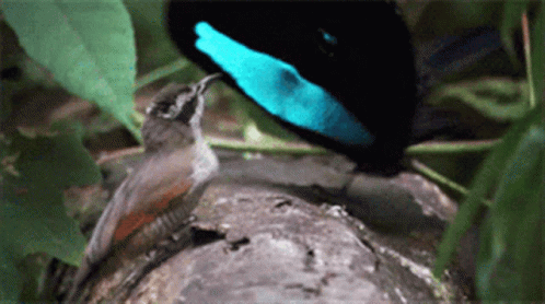 pkJDiA.gif