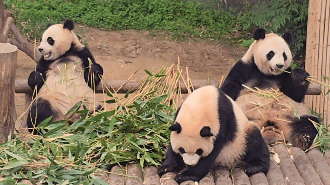 plujpn.gif