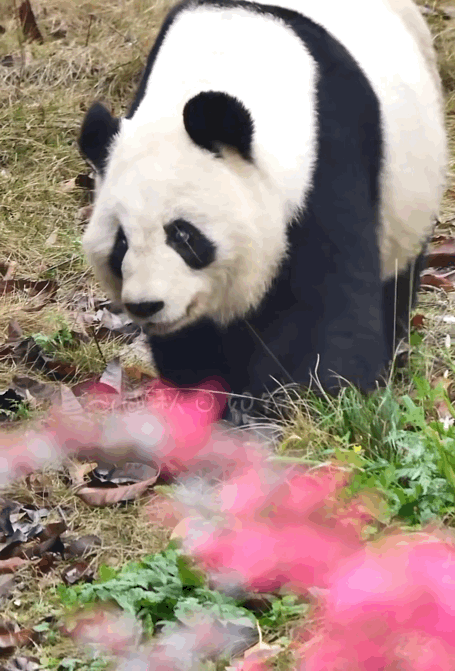 qdnpcv.gif