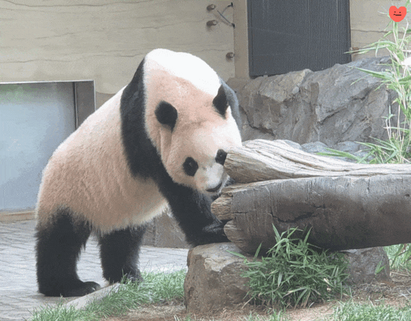 rAOwKj.gif