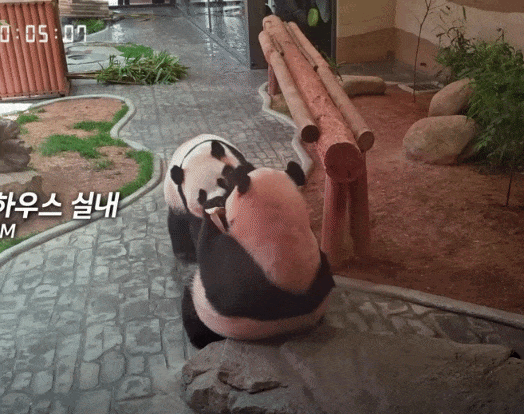 rPaWBg.gif