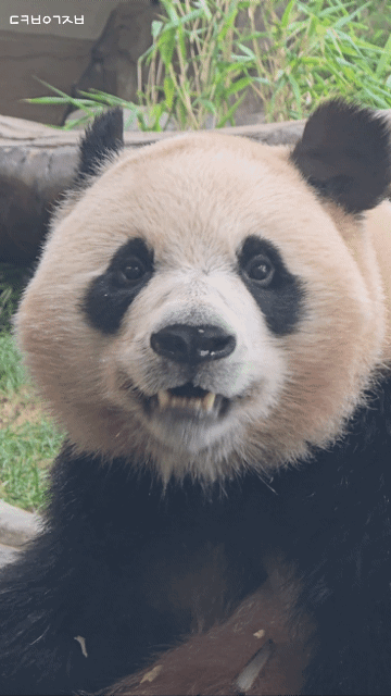rZwOEA.gif