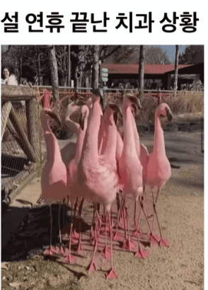 rfcwuj.gif